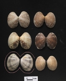 ����W:��߻���î��