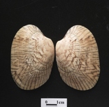 ����W:�����L��