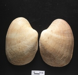 ����W:�w�L��