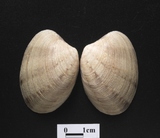 ����W:�|�g�L��