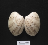 �ǦW:Tapes sericeus