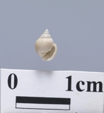 ����W:�ˤs�p�B��