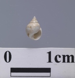�ǦW:Ringiculina pilula