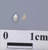 ����W:�¥Ыp�B��