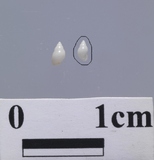 ����W:�¥Ыp�B��