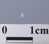 ����W:�¥Ыp�B��