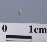 ����W:�¥Ыp�B��