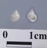 ����W:�ը��p�B��