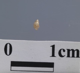 �ǦW:Ringiculina ��