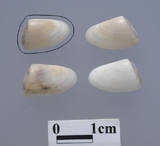 �ǦW:Donax siliqua