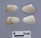 �ǦW:Donax siliqua
