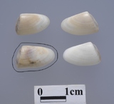 �ǦW:Donax siliqua