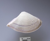 ����W:������