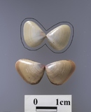 ����W:�L�����