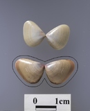 ����W:�L�����