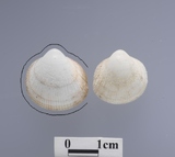 �ǦW:Frigidocardium eos