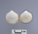 �ǦW:Frigidocardium eos