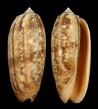 ����W:���f�I��