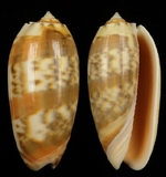 ����W:���f���a�I��