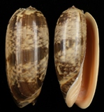 ����W:���f�űa�I��