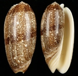 ����W:�A���I��