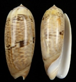 ����W:�m���I��