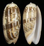 ����W:�m��T�����I��