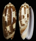 ����W:�m��T�����I��