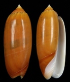 ����W:�m����I��