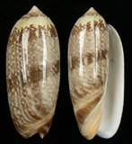 ����W:�m����I��