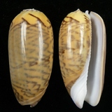 ����W:���u�I��