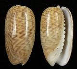 ����W:�ʾ��I��