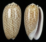 ����W:�O�W�I��