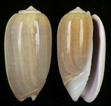 ����W:�O�W���I��