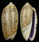 ����W:���f�¯��I��