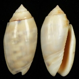 ����W:�H��T���I��