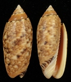 ����W:�ᴳ�I��