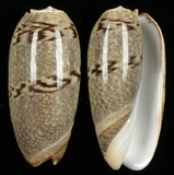 ����W:�����a�I��