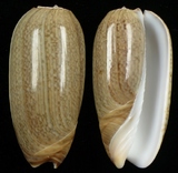 ����W:����I��