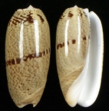 ����W:����±a�I��