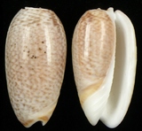 ����W:����I��