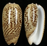 ����W:����{�q�I��