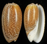 ����W:����I��