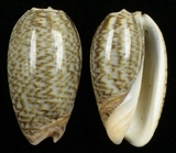 ����W:�u���I��