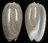 ����W:�u���I��