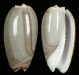 ����W:���I��