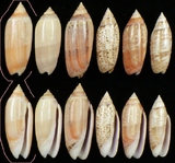 ����W:�h�m�I��