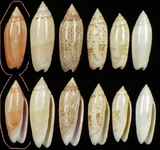 ����W:�h�m�I��