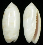 �ǦW:Oliva sp.