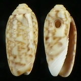 �ǦW:Oliva sp.